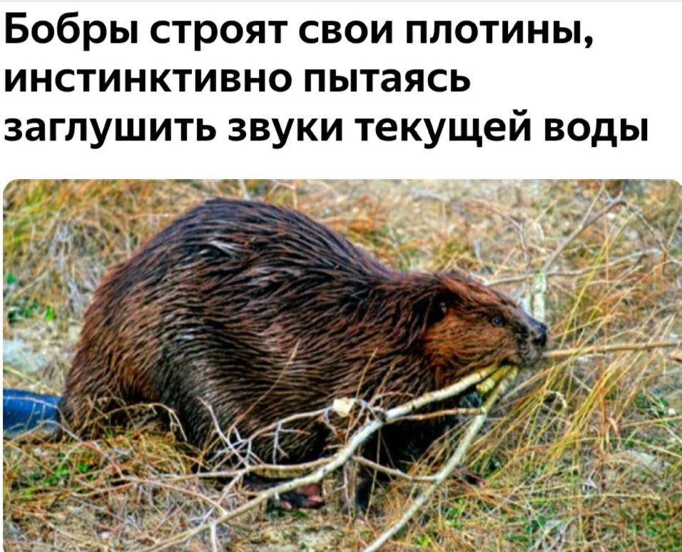 Бобры строят свои плотины инстинктивно пытаясь заглушить звуки текущей воды