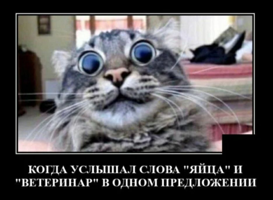 КОГДА УСЛЬ1ШАЛ СЛОВА ЯЙЦА П ВЕТЕРПНАР В ОДНОМ ПРЕДЛОЖЕНИИ