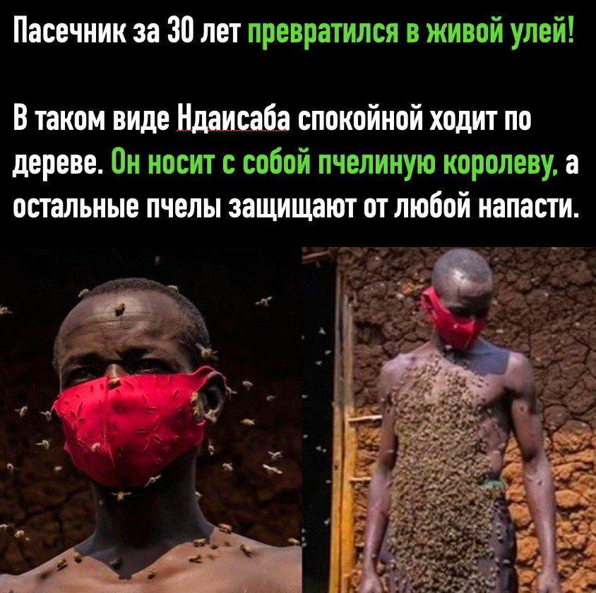Пасечник за 30 лет превратился в живой улей В таком виде Ндаисаба спокойной ходит по дереве он носит с собой пчелиную королеву а остальные пчелы защищают от любой напасти