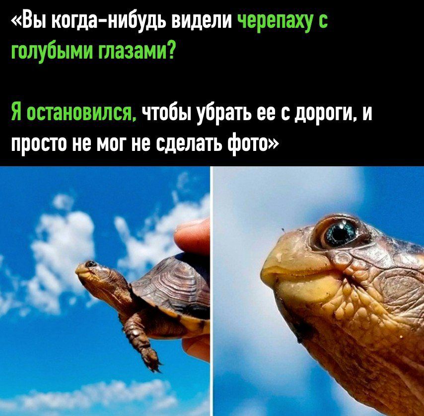 Вы когда нибудь видели черепаху голубыми глазами Я остановился чтобы убрать ее с дороги и просто не мог не сделать фото