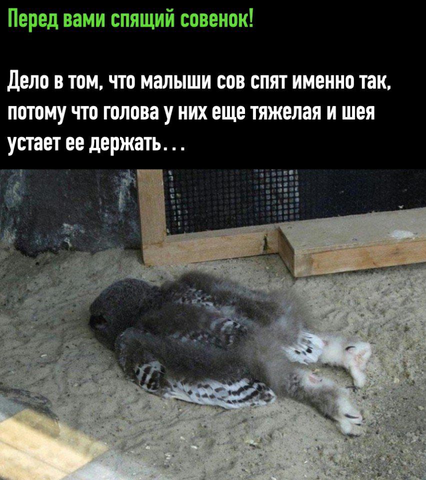Перед вами спящий совенок Дело в том что малыши сов спят именно так потому что голова у них еще тяжелая и шея устает ее держать