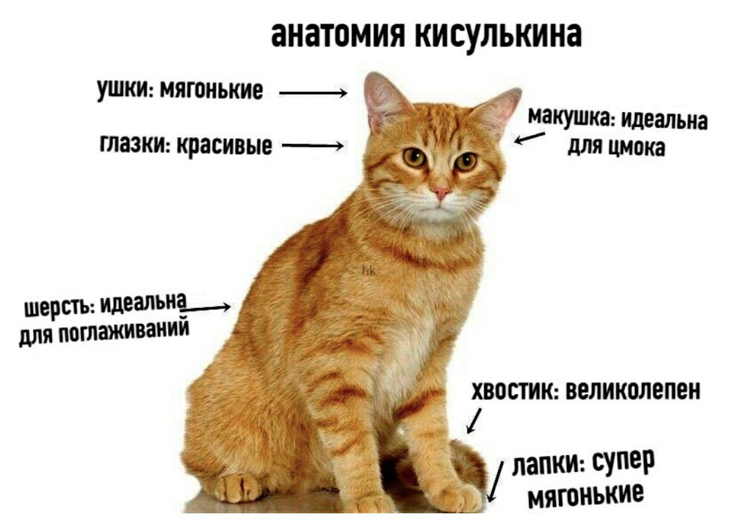 анатомия кисулькина ушки мягонькие макушка Идеальиа глазки красивые дляцмока ХВОСТИК ВЕЛИКПЛЕПЕН ЛЗПКИ СУПЕР МЯЮНЬКИЕ