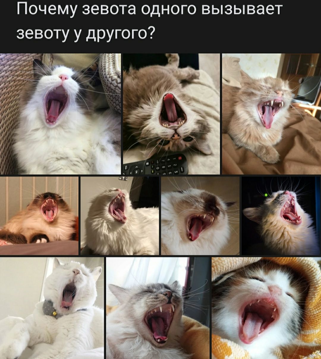 Почему зевота одного вызывает зевоту у другого