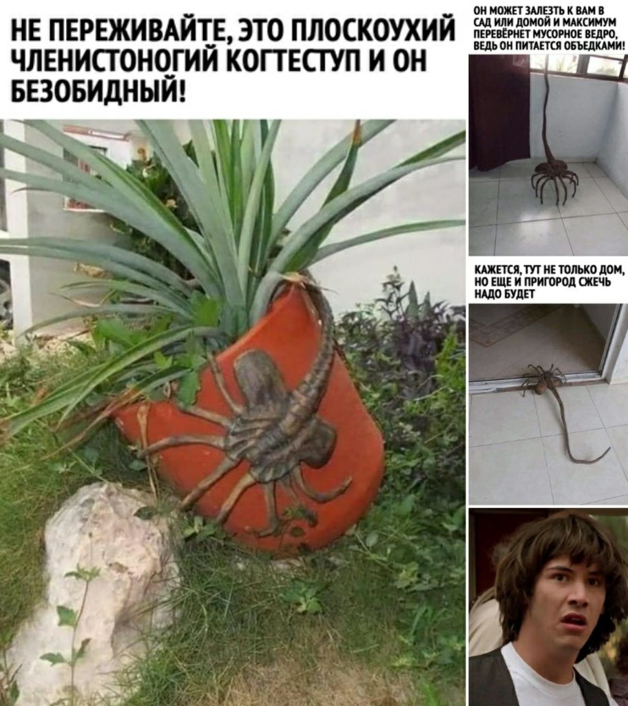НЕ ПЕРЕЖИВАИТЕ ЭТО ПЛОСКОУХИЙ ЧЛЕНИСТОНОГИЙ КОПЕСГУП И ОН БЕЗОБИДНЫЙ ОИ ИОЖП ЩЁЗТЪ К ВАМ В ИЛИ домой И МАКСИМУМ ПЕРЕВЁРИП МУСОРИОЕ вшро ВЕДЬ ОИ ПИТАЕТШ ОБЩКАМИ КАЖЕТСЯ ИЕ ТОЛЬКО ЦОН ИО ЕЩЕ И ПРИГОРОД ШЕЧЬ КШО БУДЕТ