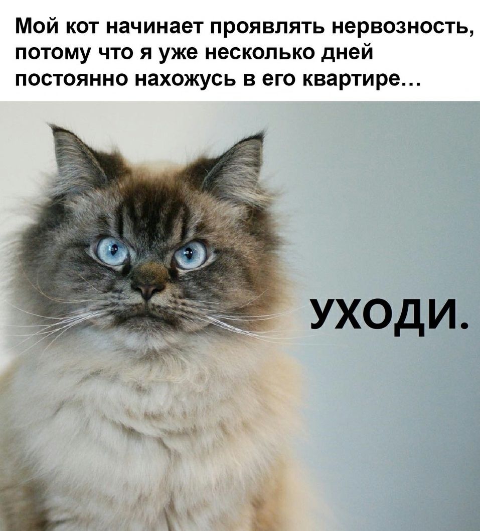 Мой кот начинает проявлять нервозность потому что я уже несколько дней постоянно нахожусь в его квартире