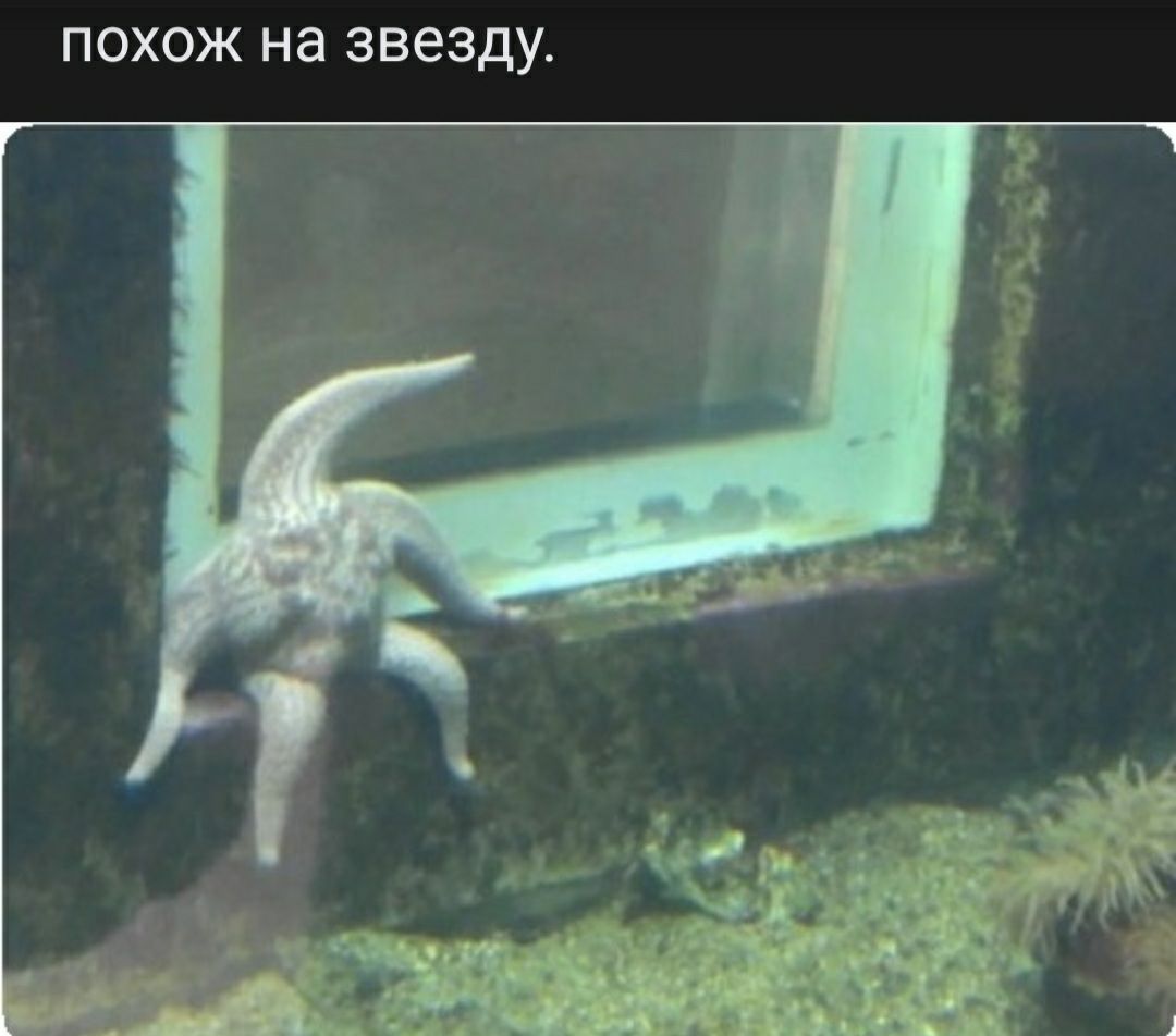ПОХОЖ НЭ ЗВЭЗДУ