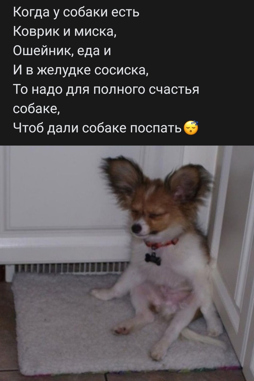 Когда у собаки есть Коврик и миска Ошейник еда и И в желудке сосиска То надо для полного счастья собаке Чтоб дали собаке поспатьб