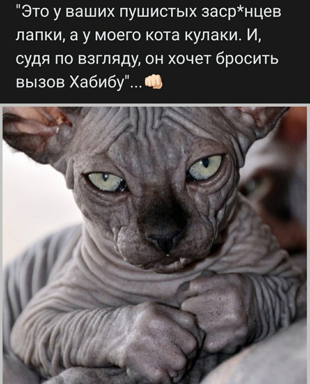 Это у ваших пушистых засрнцев лапки а у моего кота кулаки И судя по взгляду он хочет бросить вызов Хабибу