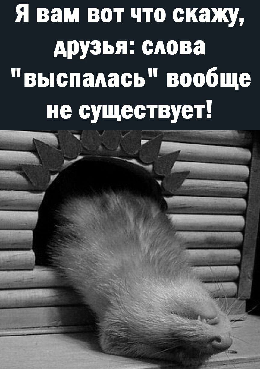 Я вам вот что скажу друзья слова выспалась вообще не существует