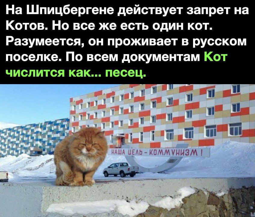 На Шпицбергене действует запрет на Котов Но все же есть один кот Разумеется он проживает в русском поселке По всем документам Кот числится как песец