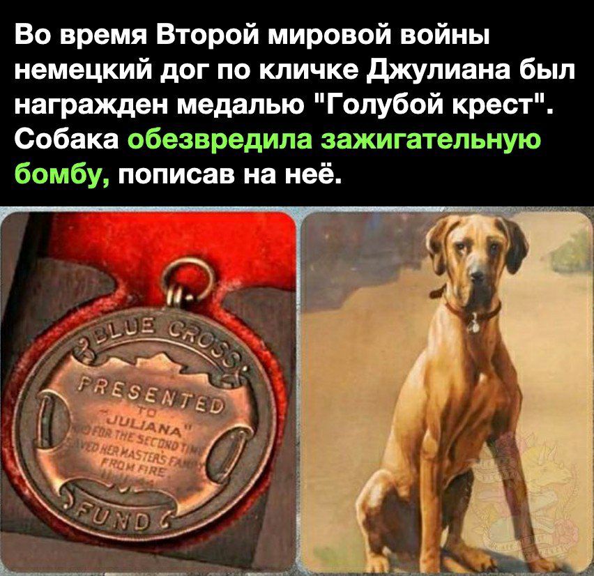 Во время Второй мировой войны немецкий дог по кличке джулиана был награжден медалью Голубой крест Собака обезвредила зажигательную бомбу пописав на неё