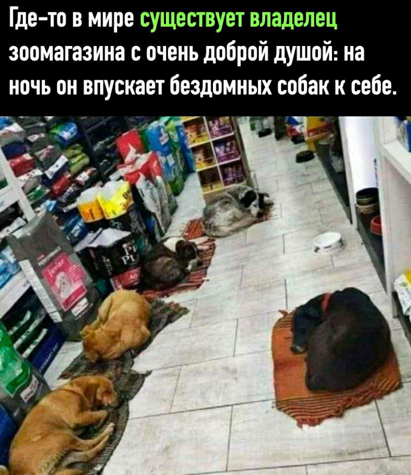 Где то в мире _ _ зоомагазина с очень доброй душой на ночь он впускает бездомных собак к себе