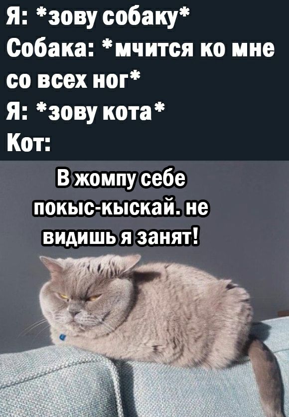 я зову собаку Собака ичится ко мне со всех им я зову кота Кот В жомпу себе покыс кыскай не видишь я занят