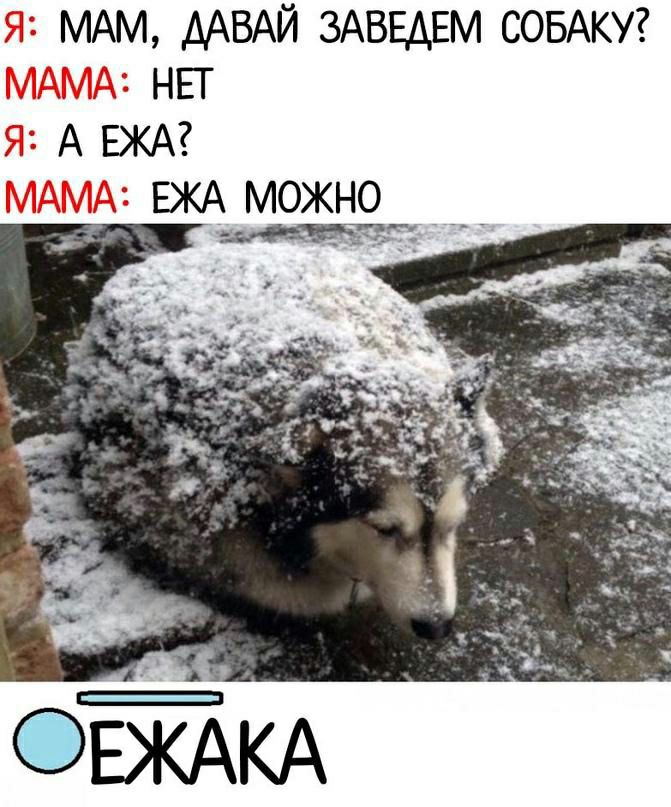 я МАМ ДАВАЙ ЗАВЕАЕМ СОБАКУ МАМА НЕТ я А ЕЖА МАМА ЕЖА можно