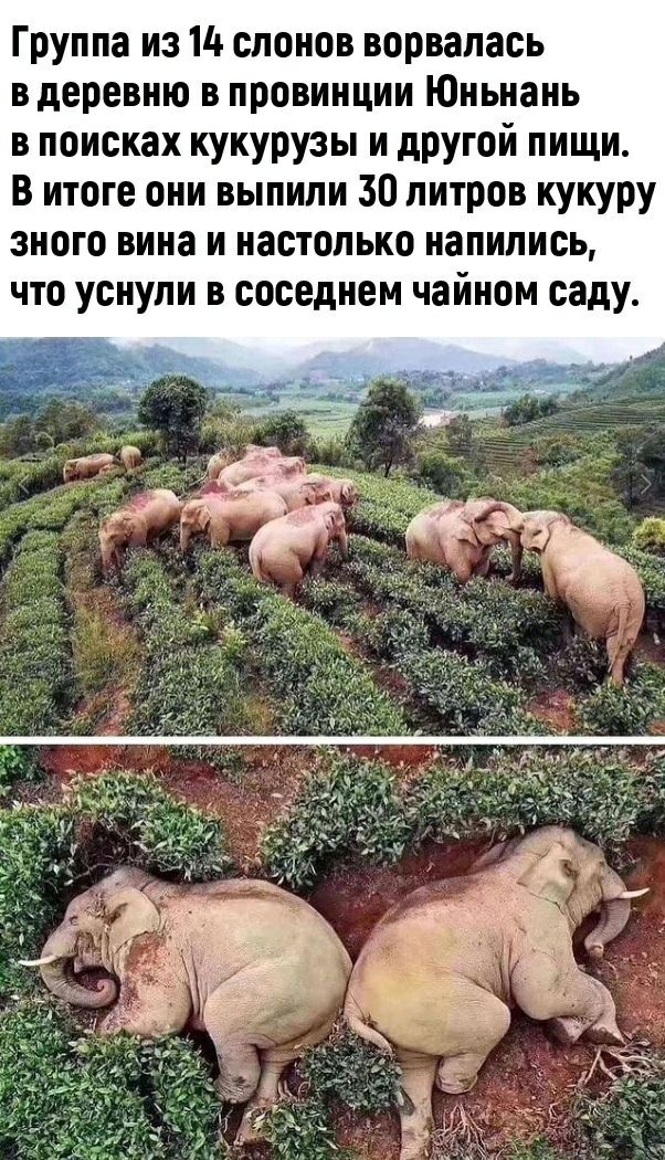 Группа из 14 спонов ворвалась в деревню в провинции Юньнань в поисках кукурузы и дРУгой пищи В итоге они выпили 30 литров кукуру зного вина и настолько напились что уснули в соседнем чайном саду