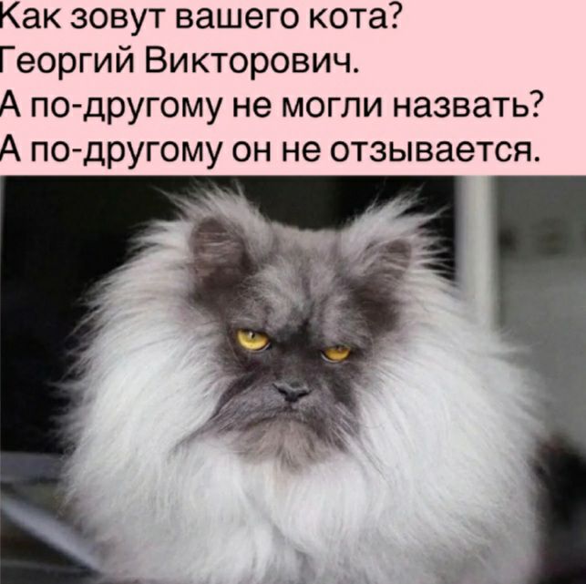 Как зовут вашего кота Георгий Викторович А по другому не могли назвать А по другому он не отзывается