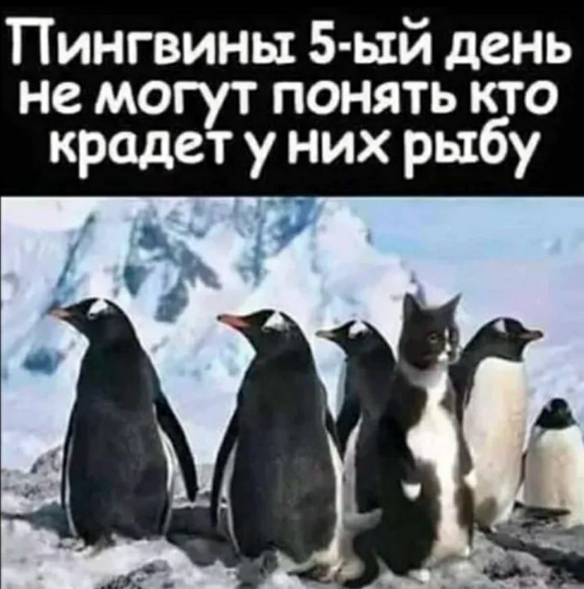 Пингвины 5 ый день не могут понять кто крадет у них рыбу