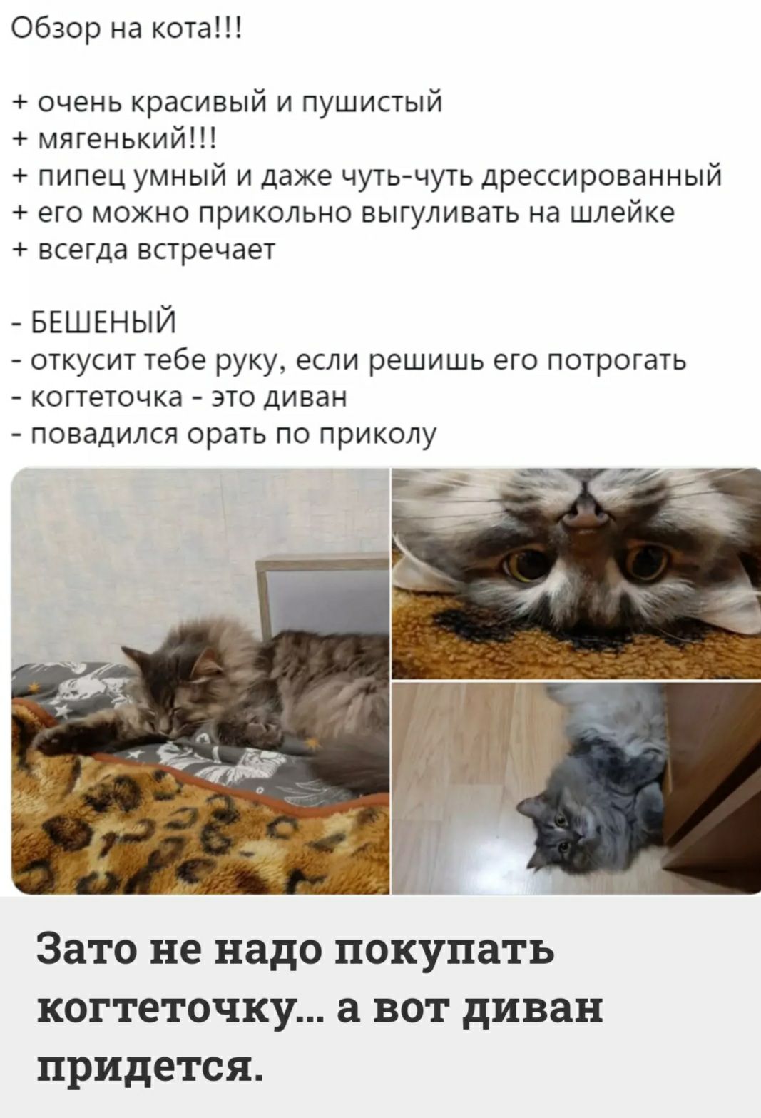 Обзор на кота очень красивый и пушистый мягенький пипец умный и даже чуть чуть дрессированный его можно прикольно выгуливать на шлейке всегда встречает БЕШЕНЫЙ откусит тебе руку если решишь его потрогать когтеточка ЭТО диван ПОВддИЛСЯ орать ПО приколу Зато не надо покупать когтеточку а вот диван придется