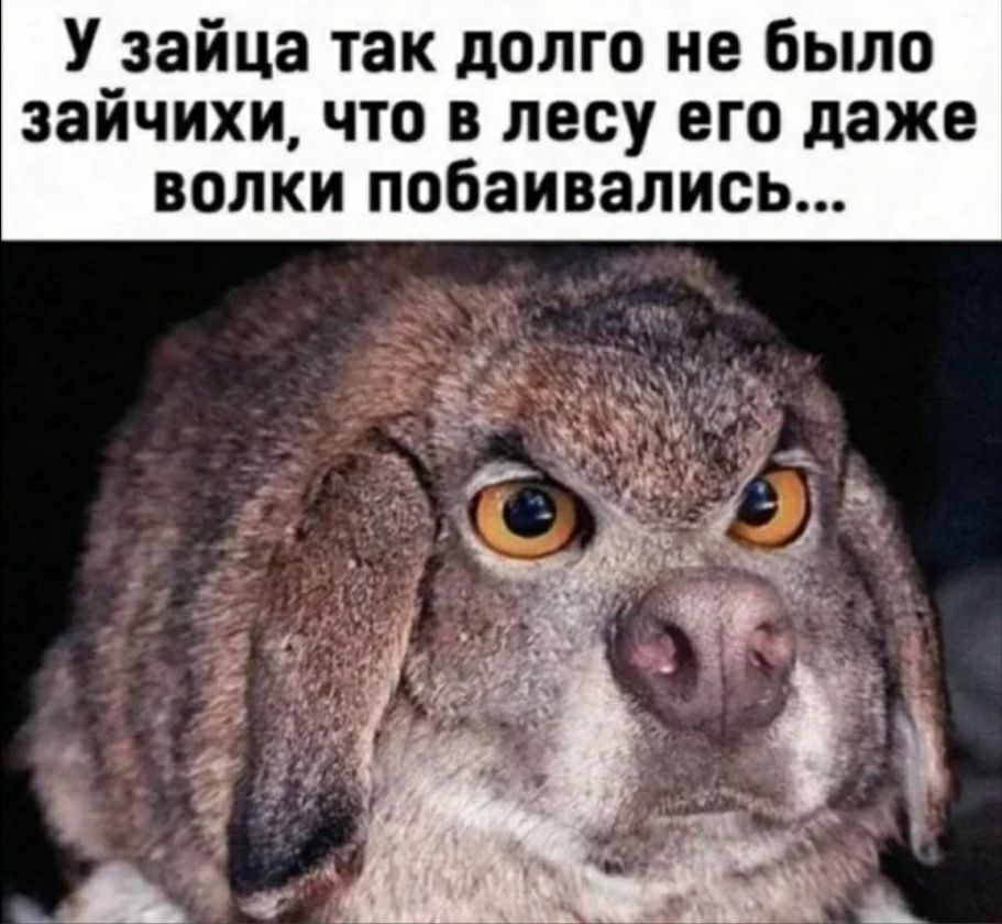 У зайца так долго не было заичихи что в лесу его даже волки побаивались