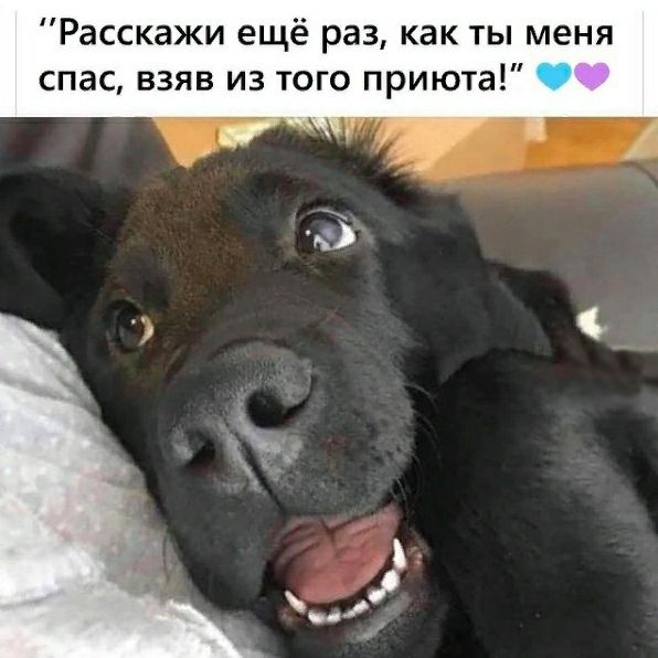 Расскажи ещё раз как ты меня спас взяв из того приюта
