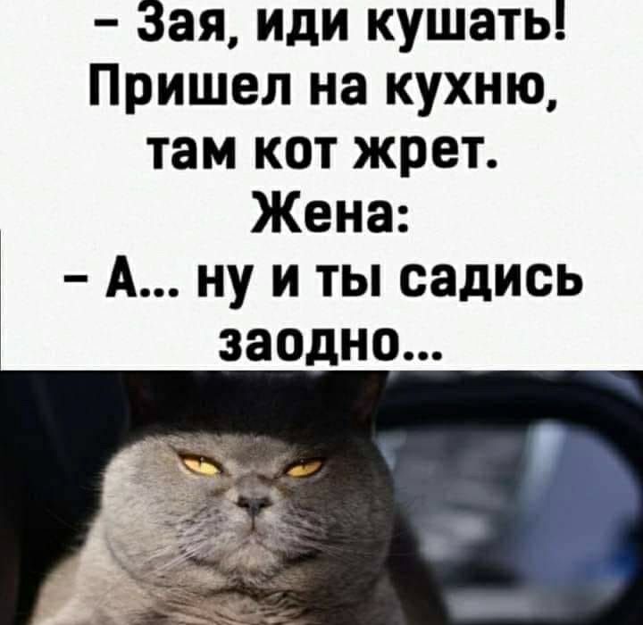 Зая иди кушать Пришел на кухню там кот жрет Жена А ну и ты садись заодно