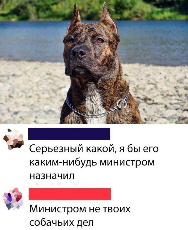 _ Серьезный какой я бы его КдКИМ НИбУДЬ МИНИСТРОМ НдЗНдЧИЛ т _ Министром нетвоих собачьихдел