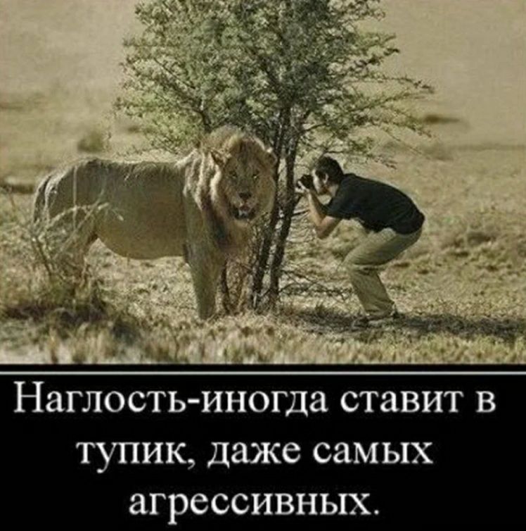 НЗГЛОСТЬ ИНОГДЗ СТЗВИТ В ТУПИК даже самых агрессивных
