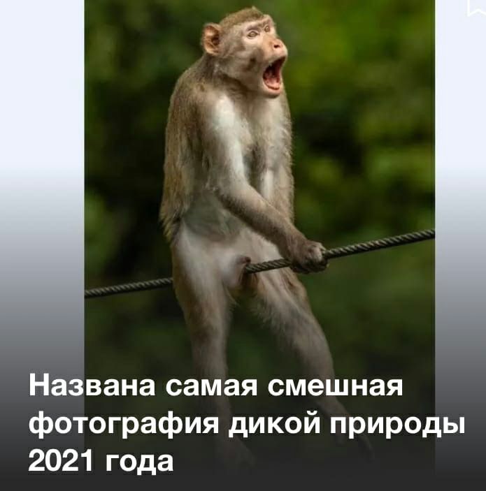 Названа самая смешная фотография дикой природы 2021 года