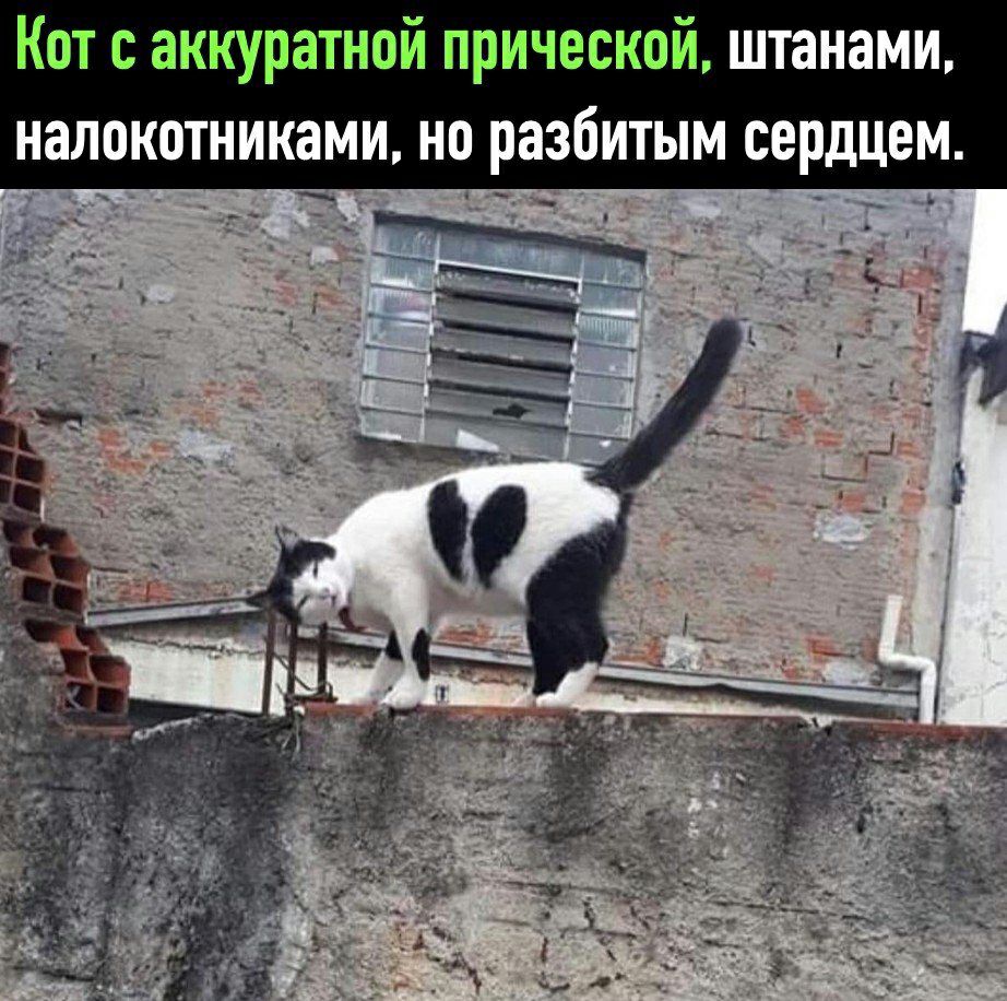 Кот аккуратной прической штанами налокотниками но разбитым сердцем
