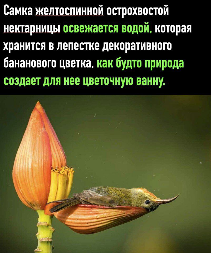 Самка желтоспинной острохвостой нектарницы освежается водой которая хранится в лепестке декоративного бананового цветка как будто природа создает для нее цветочную ванну