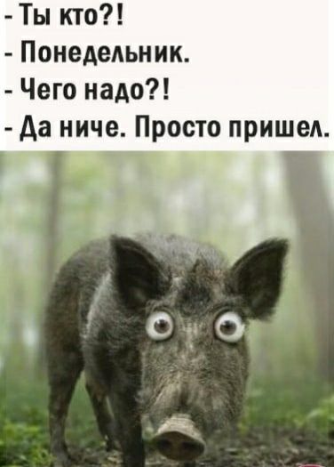 Ты кто Понедельник Чего надо да ниче Просто пришед