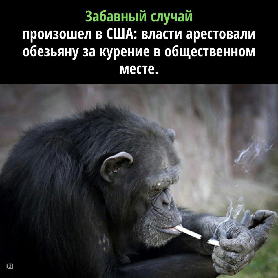 Забавный случай произошел в США власти арестовали обезьяну за курение в общественном месте