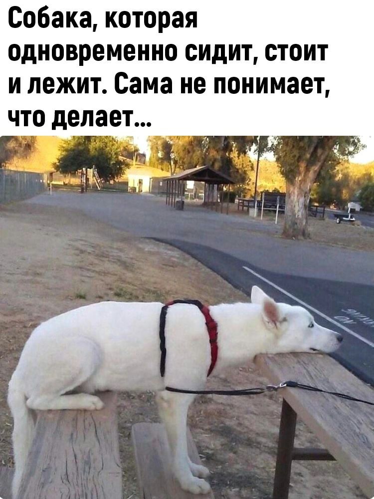 Собака которая одновременно сидит стоит и лежит Сама не понимает что делает