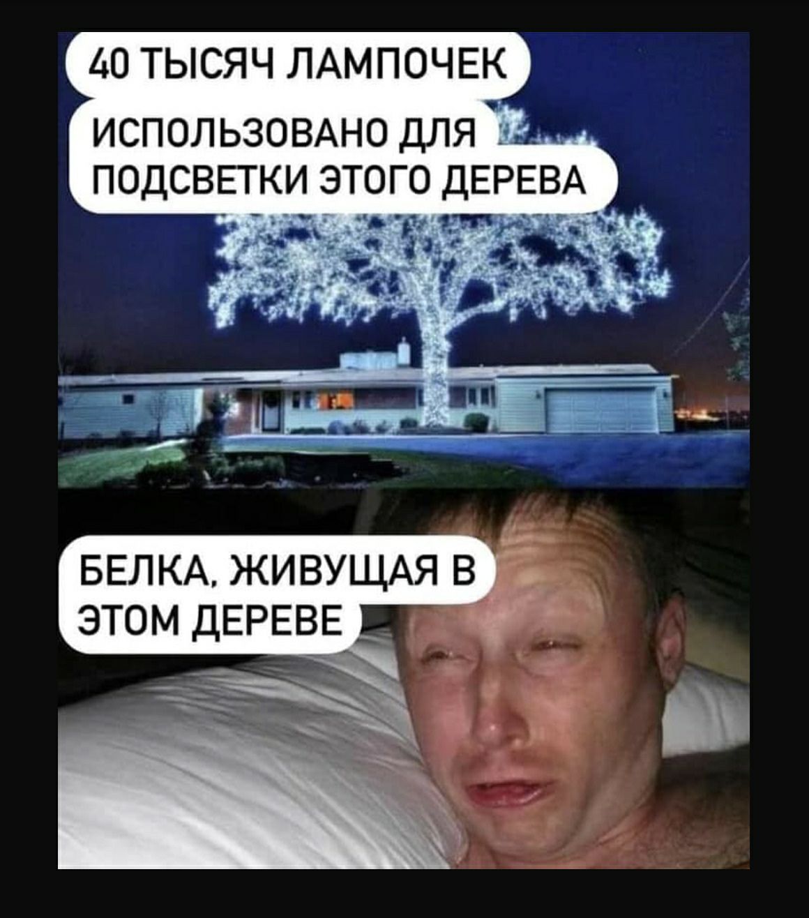 40 ТЫСЯЧ ЛАМПОЧЕК ИСПОЛЬЗОВАНО ДЛЯ ПОДСВЕТКИ ЭТОГО ДЕРЕВА