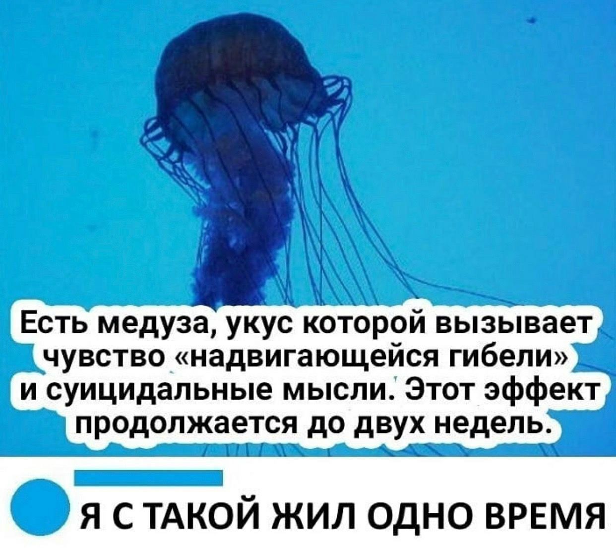У медузы есть мозги. Медуза которая вызывает чувство надвигающейся гибели. Медуза суицидальные мысли. Медуза Мем. Укус медузы вызывает чувство надвигающейся гибели.