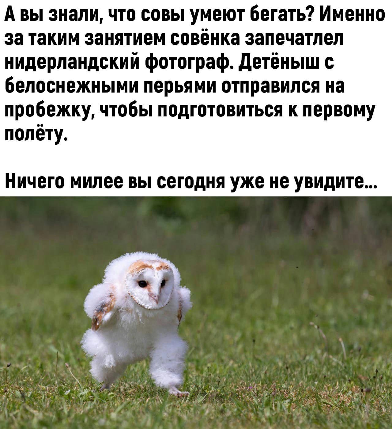 А вы знали что совы умеют бегать Именно за таким занятием совёнка запечатлел нидерландский фотограф детёныш с белоснежными перьями отправился на пробежку чтобы подготовиться к первому полёту Ничего милее вы сегодня уже не увидите