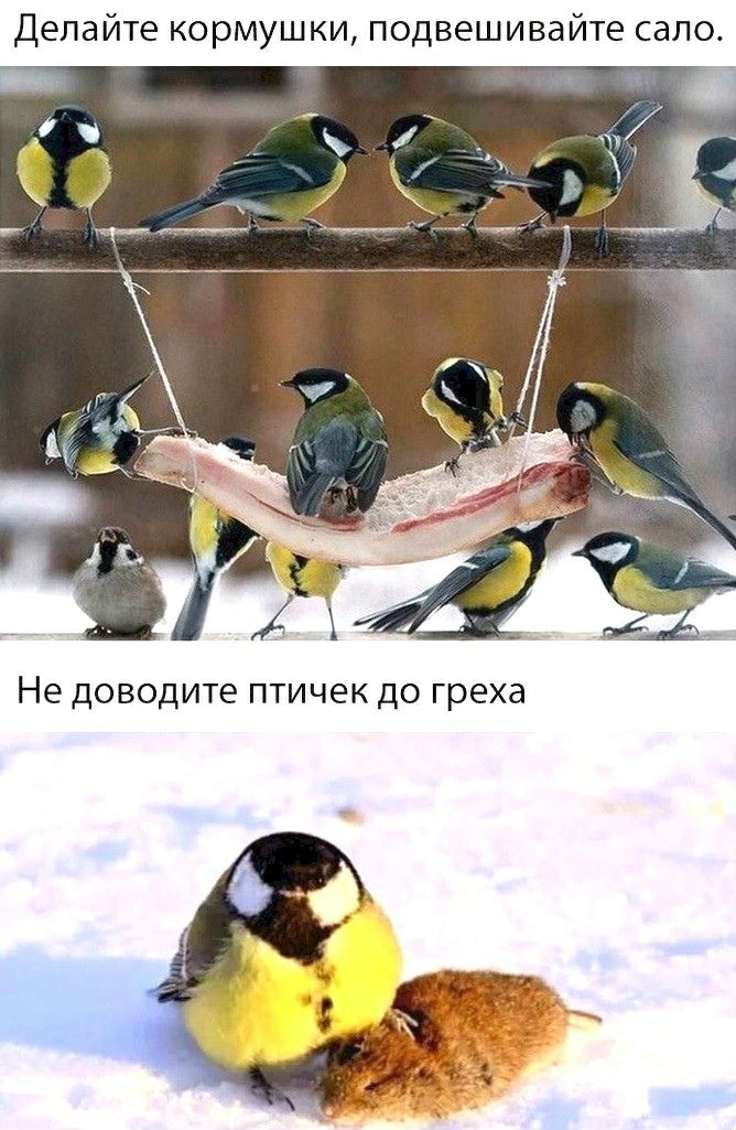 Делайте кормушки подвешивайте сало Не доводите ПТИЧЕК ДО греха