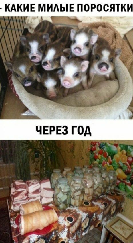 КАКИЕ МИАЫЕ ПОРОСЯТКИ