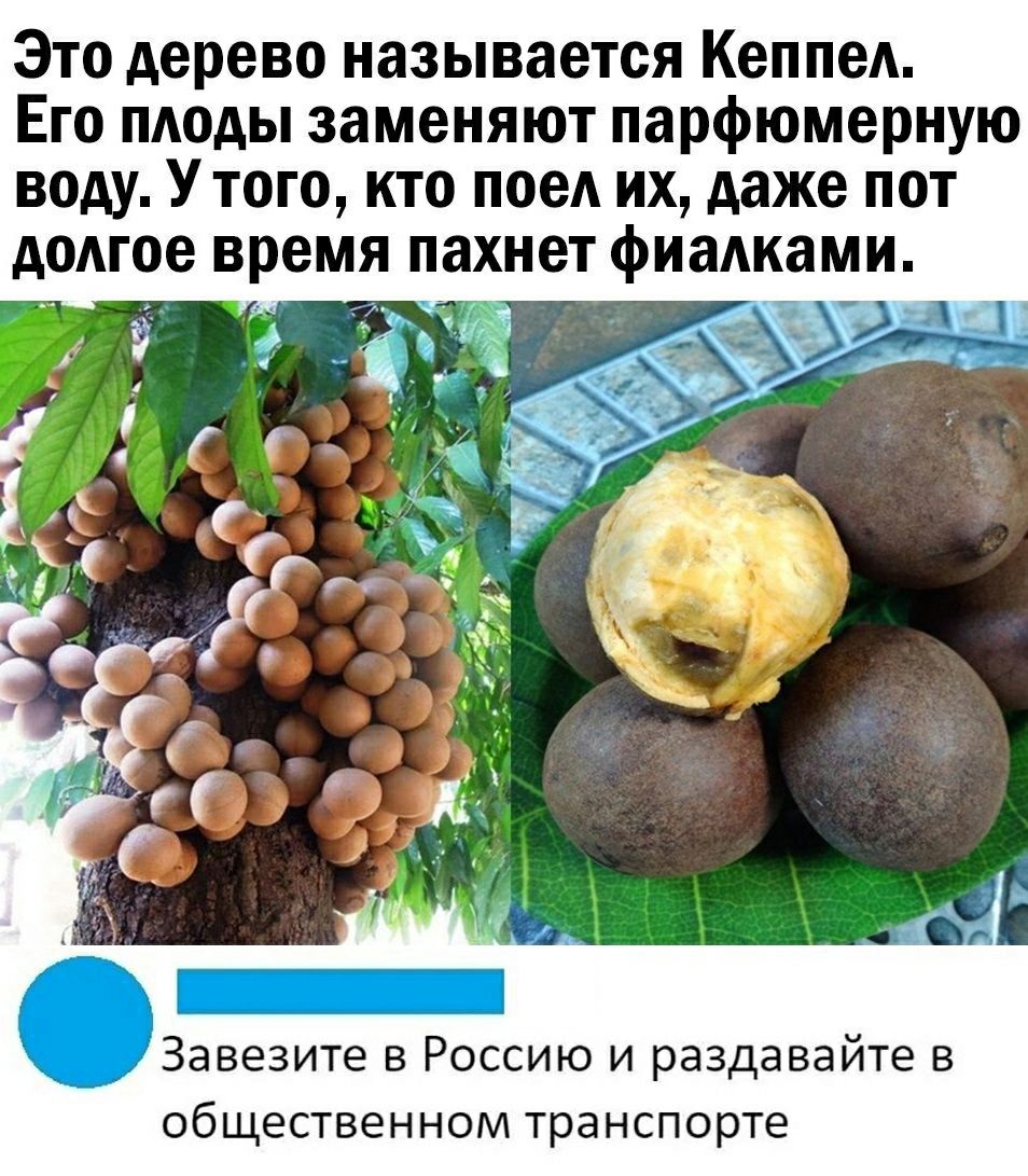 Это дерево называется Кеппед Его плоды заменяют парфюмерную воду Утого кто поед их даже пот додгое время пахнет фиадками ОЗавезите в Россию и раздавайте в общественном транспорте