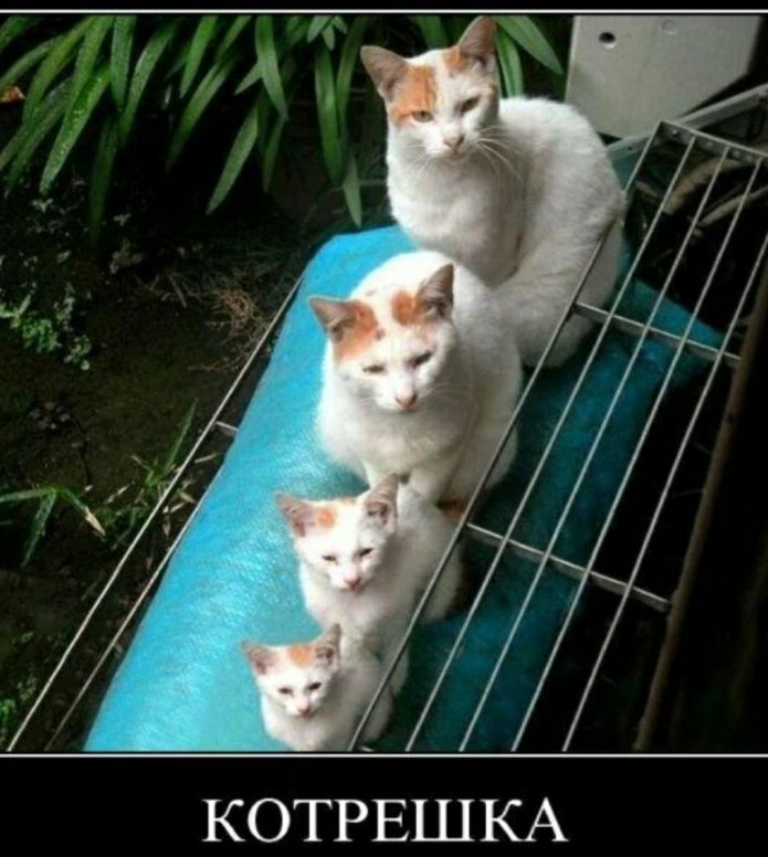 КОТРЕШКА