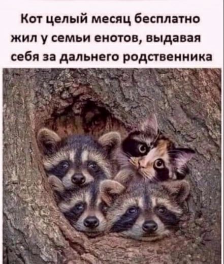 Кот целый месяц бесплато жил у семьи енотов выдавая себя за дальнего родственника