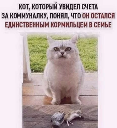 КОТ КОТОРЫЙ ПИЛЕЛ СЧЕТА ЗА КОММУНАПКУ ПОНЯЛ ЧТО ОН ОСТАЛСЯ ЕДИНСТВЕННЫМ КОРМИЛЪЦЕМ В СЕМЬЕ
