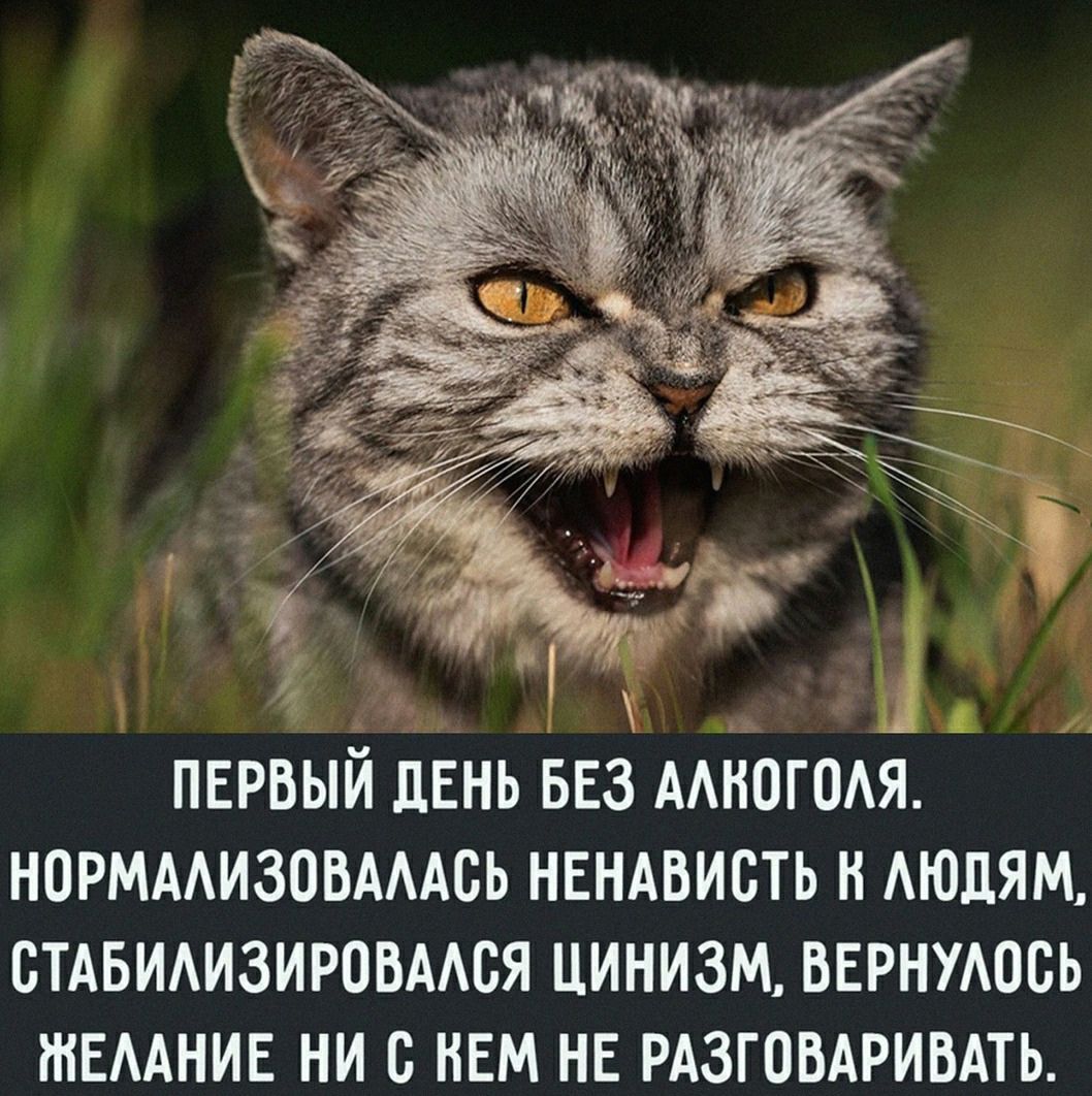 Первый день без алкоголя. Нормализовалась ненависть к людям, стабилизировался цинизм, вернулось желание ни с кем не разговаривать.