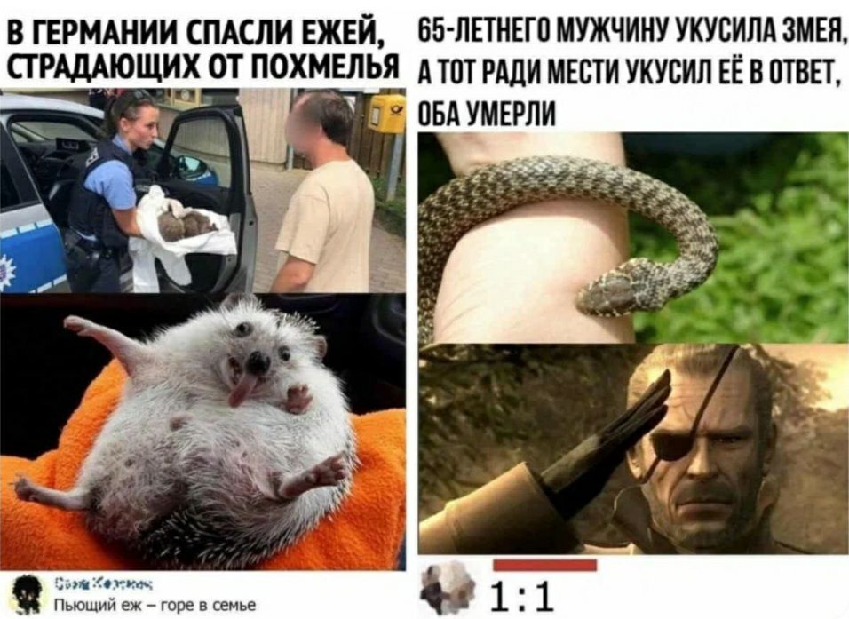 В ГЕРМАНИИ СПАСЛИ ЕЖЕЙ ББ ЛЕТНЕГО МУЖЧИНУ УКУСИЛА ЗМЕН СТРАдАЮЩИХ ОТ ПОХМЕЛЬЯ А ЮТ РАДИ МЕБТИ УКУСИЛ ЕЁ В ПТВЕТ т Пыошшч еж горе в семье