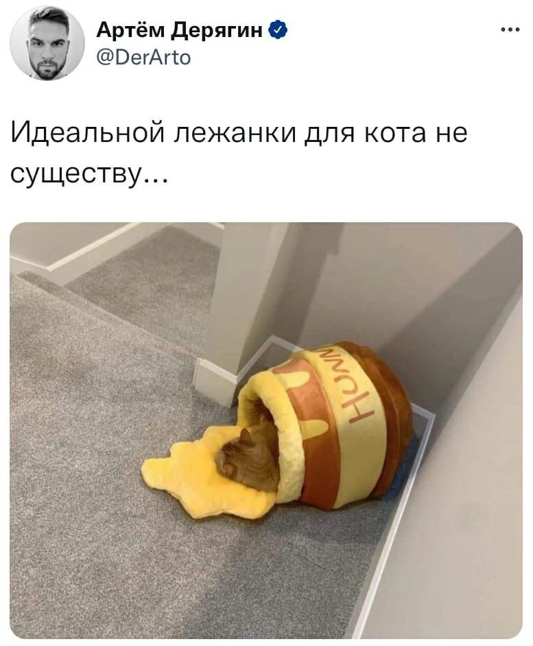 Артём Дерягин ВегАгто Идеальной пежанки для кота не существу