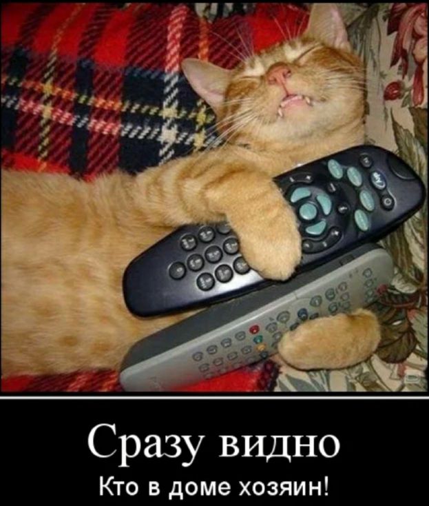 Сразу видно Кто в доме хозяин