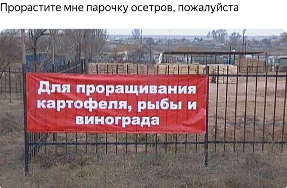 Прорастите мне парочку осетров, пожалуйста. С аеетм для проращивания н он картофеля, рыбы и г! Винограда