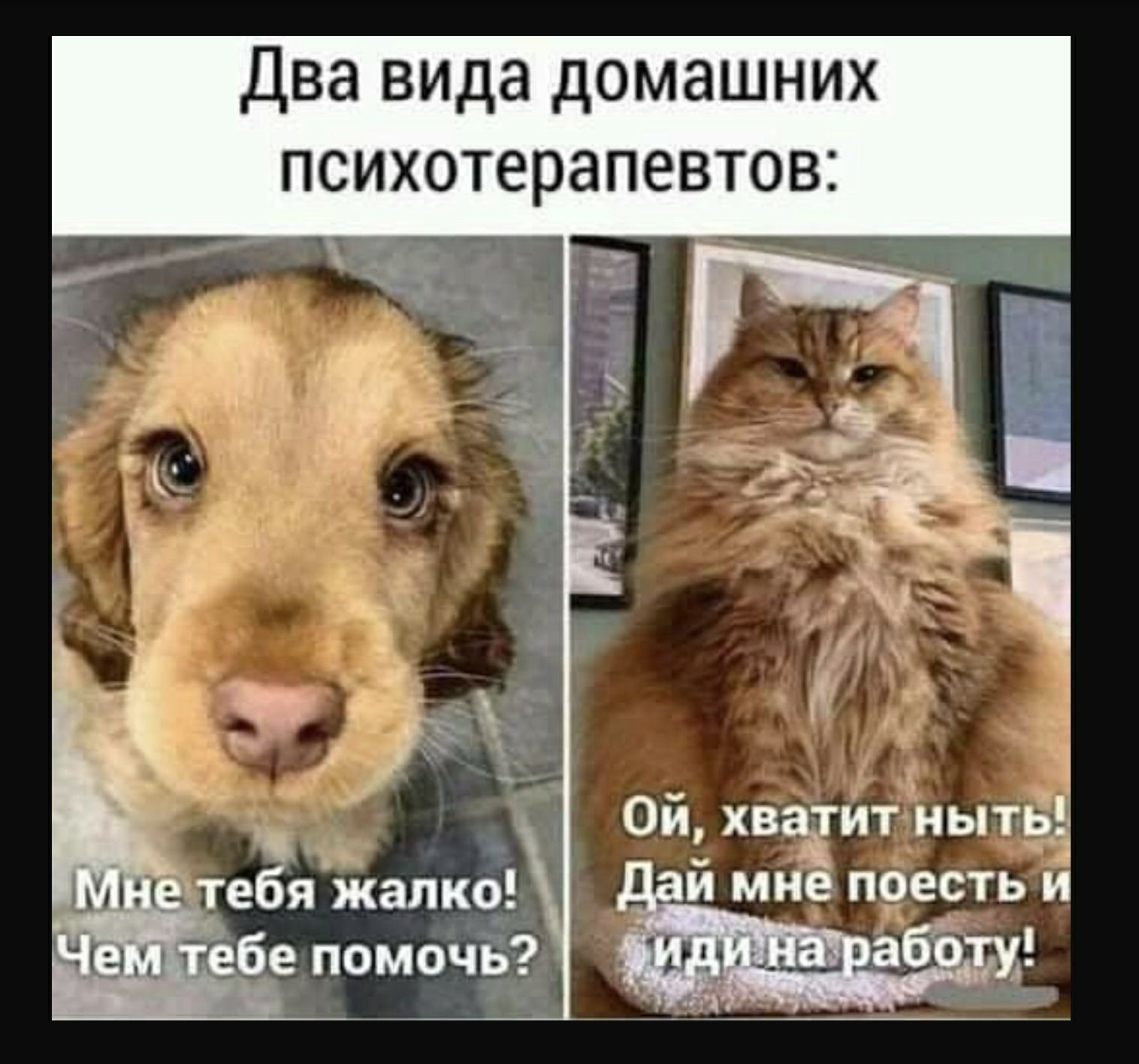 Два вида домашних психотерапевтов