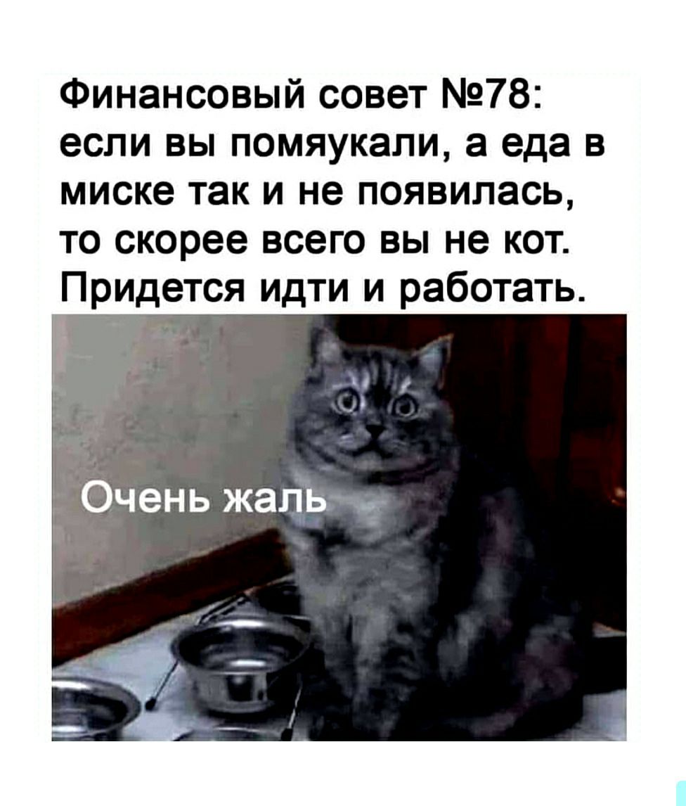 Финансовый совет 78 если вы помяукали а еда в миске так и не появилась то скорее всего вы не кот Придется идти и работать Я _ Ёг чень жаЁввч