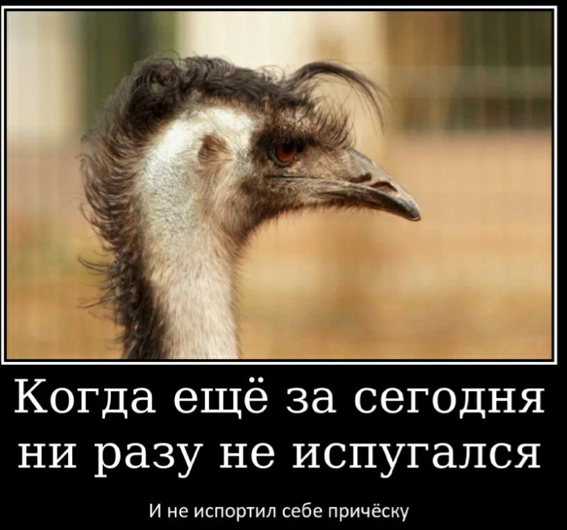 Когда ещё за сегодня ни разу не испугался и не исппртип себе причесиу